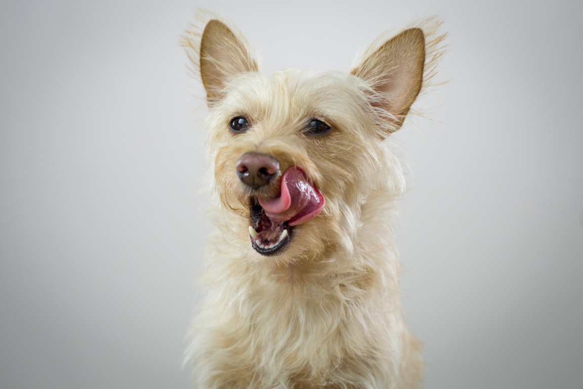 Dog licking tongue