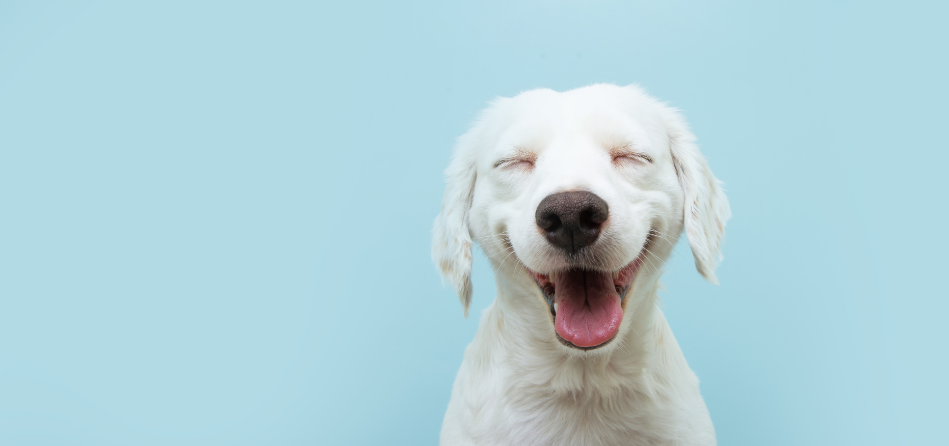 Portrait of dog sticking out tongue against blue background