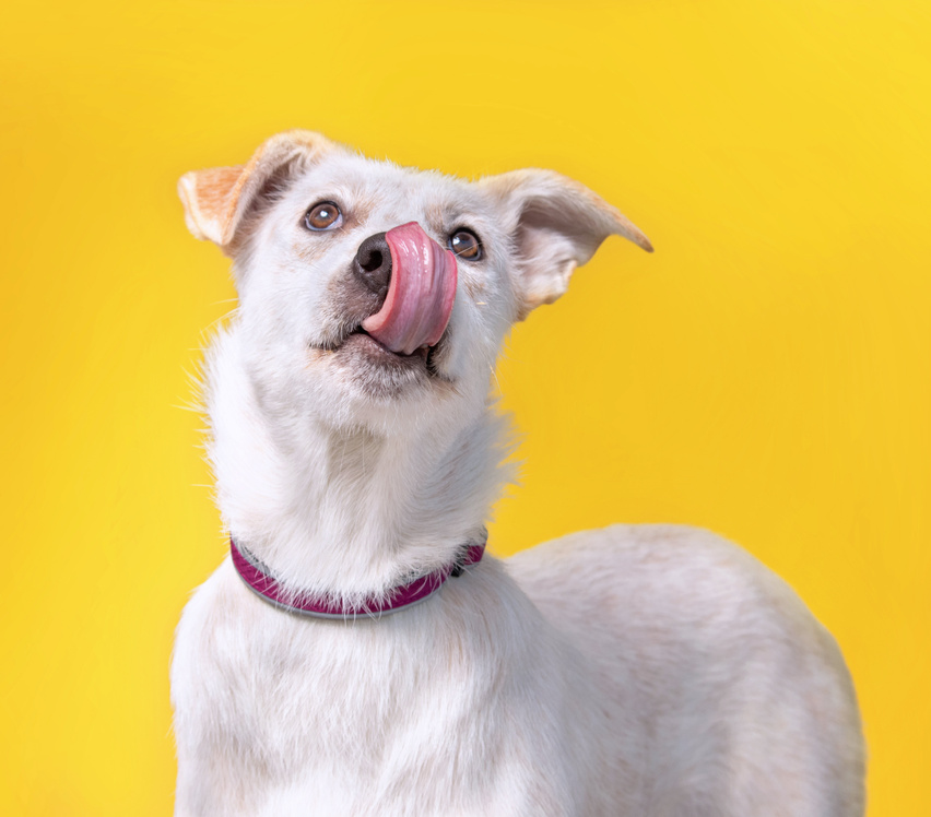 White Dog Licking its Nose on a Yellow Background