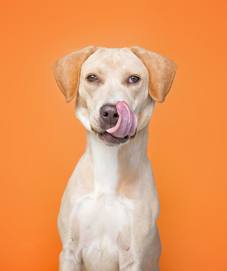 Dog Licking Its Nose on Orange Background