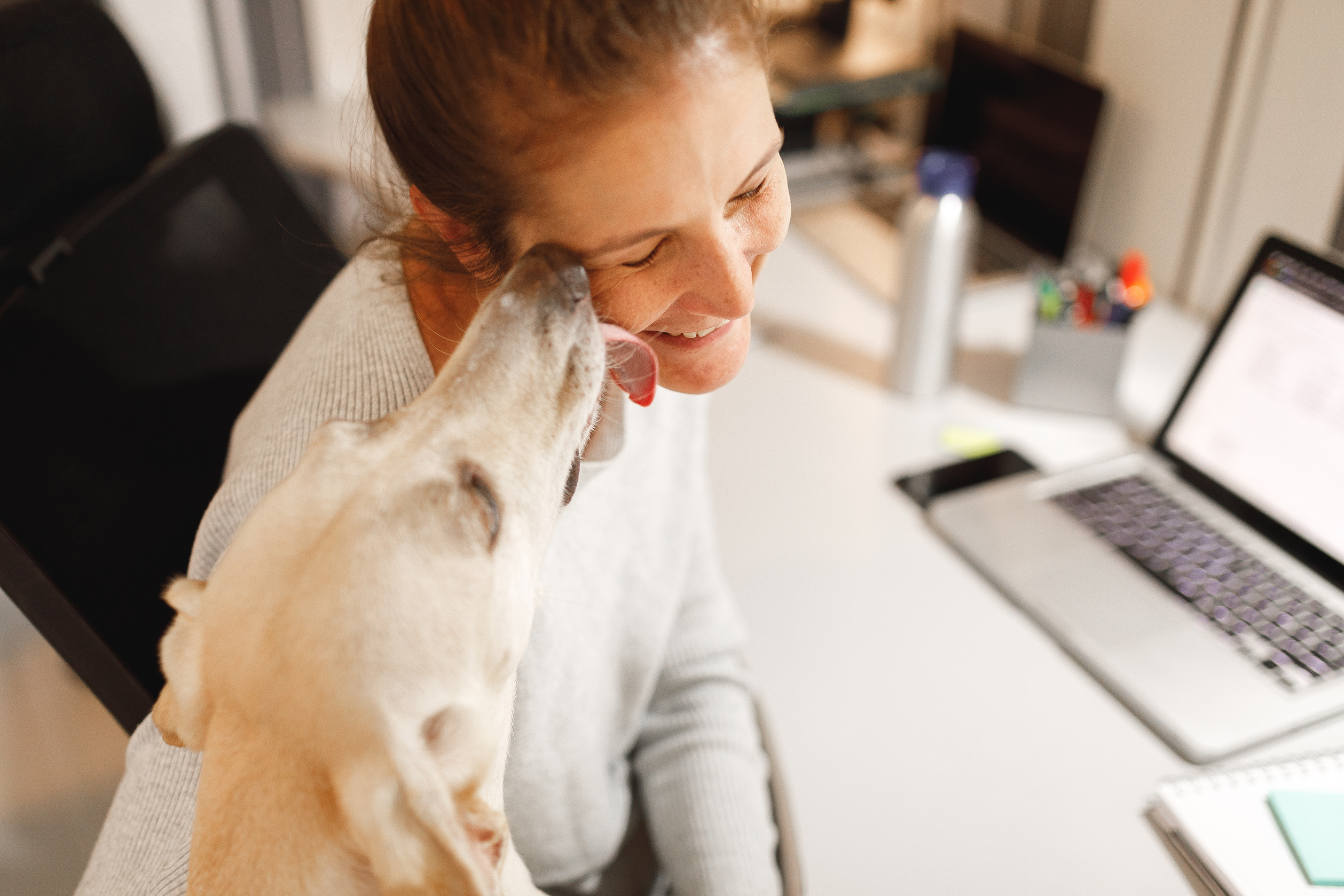 Mutt dog kissing its owner