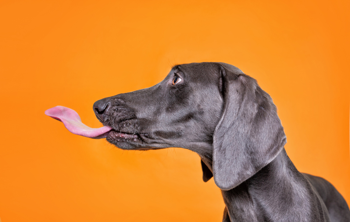 Sideview Headshot of a Nervous Dog Licking the Air